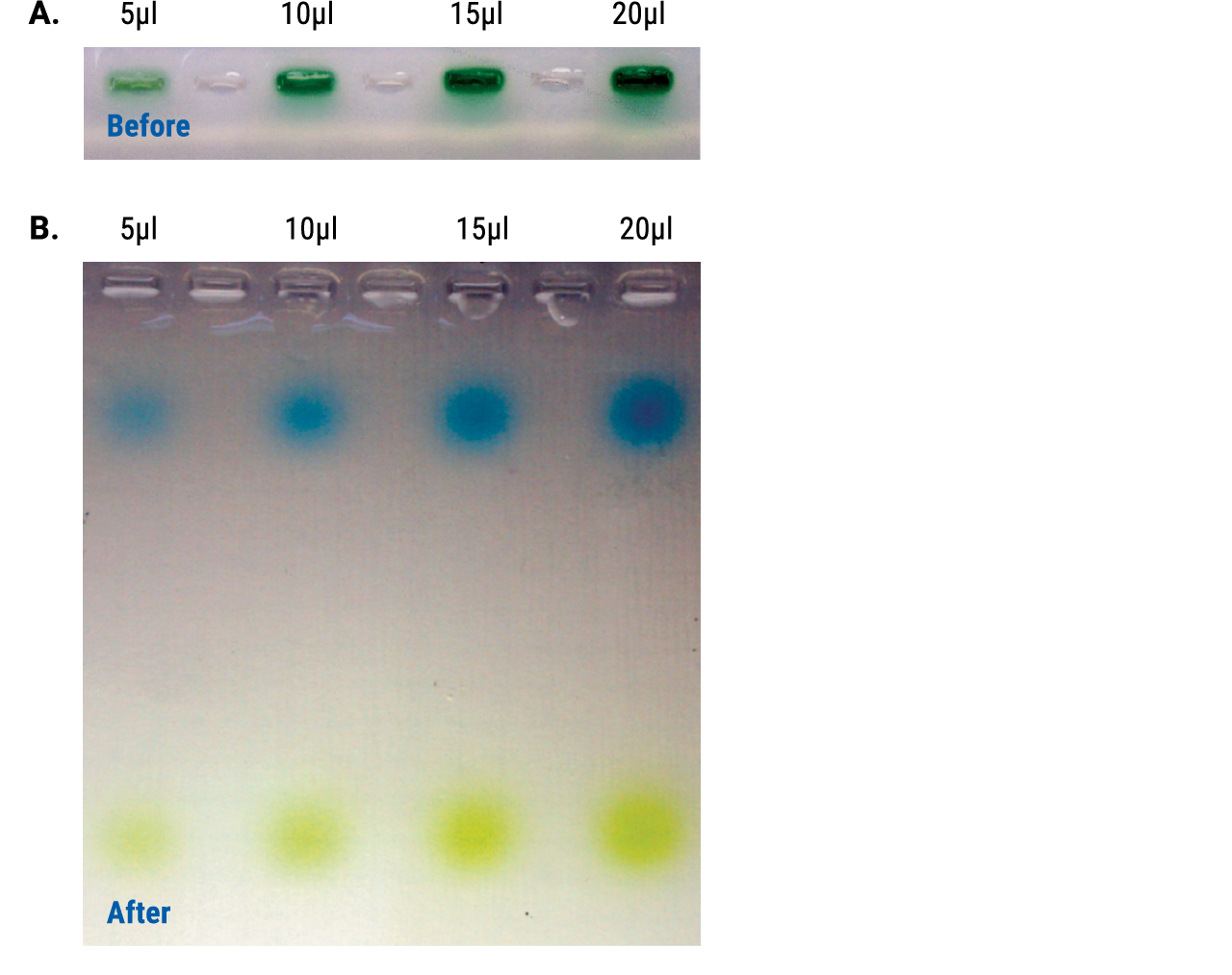 GoTaq DNA Polymerase