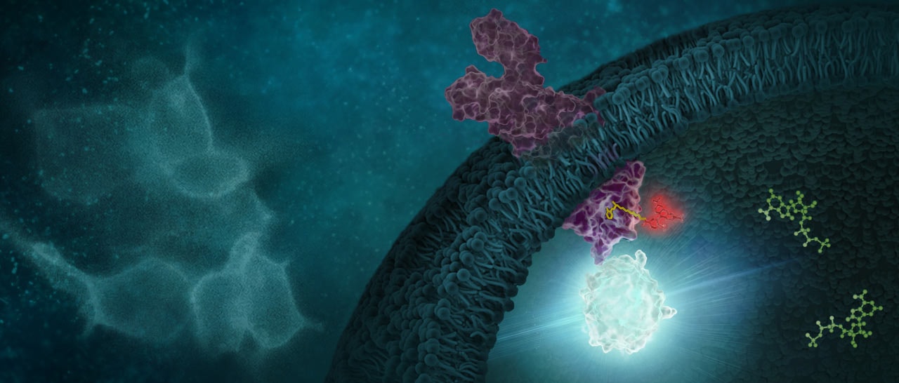 NanoBRET™ TE Intracellular Kinase Assay