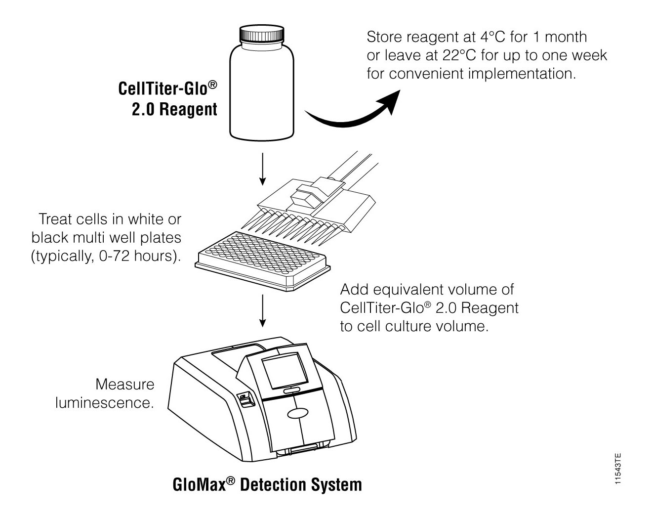 CellTiter-Glo® 2.0: A Luminescent Cell Viability Assay for Fast, Easy ...